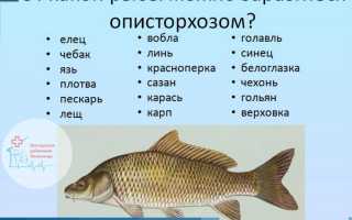 Заражена ли описторхозом нельма