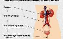 Строение мочеполовой системы женщины