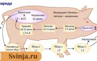 Через сколько дней после обработки от глистов можно резать поросят