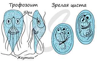 Паразитические жгутиконосцы кто такие