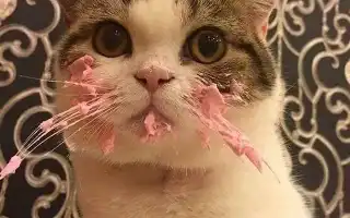 Хпн от сухого корма