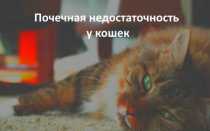 Опн и хпн у кошек