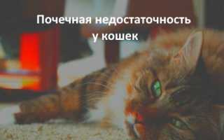 Опн и хпн у кошек