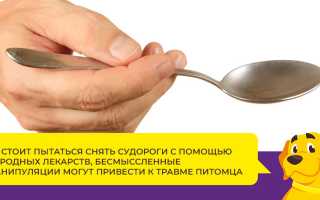 Эпилепсия у собак из-за глистов