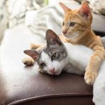 Как подготовить кота к первой вязке