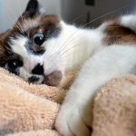 Кастрация котов и стерилизация кошек: все аргументы «за» и «против»