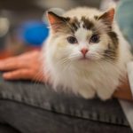 Виды паразитов у кошек, эффективные способы борьбы