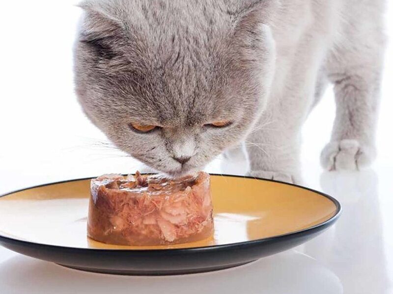 Как набрать вес коту с хпн