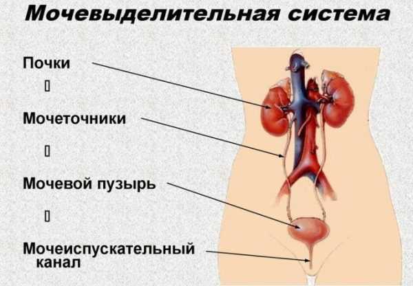 mochevydelitelnaya_sistema.jpg