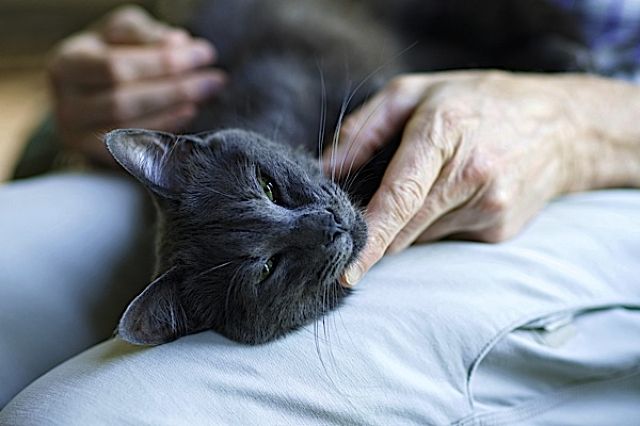 Женщина гладит кота