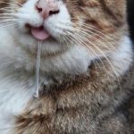 Причины, по которым у кота текут слюни